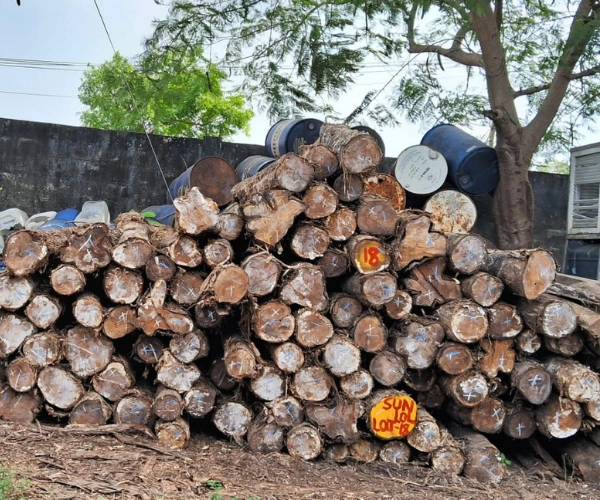 Teak Wood Log in Chennai